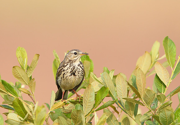 Meadow Pipit