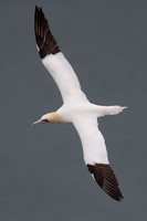Gannet