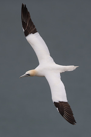 Gannet