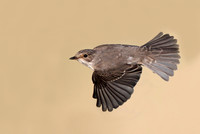 Spotted Flycatcher