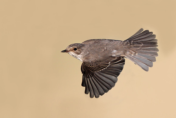 Spotted Flycatcher