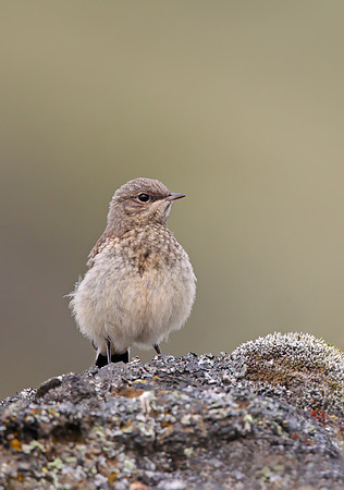 Northern Wheatear