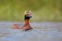 Slavonian Grebe