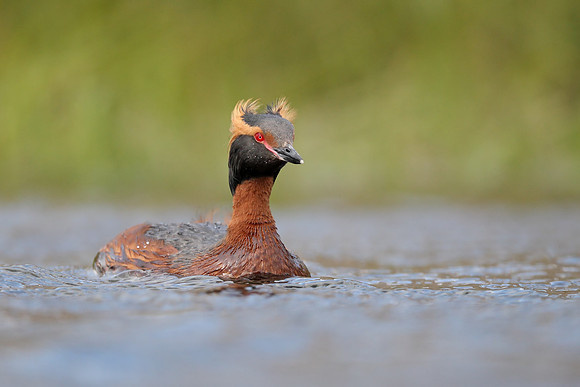 Slavonian Grebe