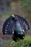 Capercaillie