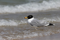 Pallas's Gull