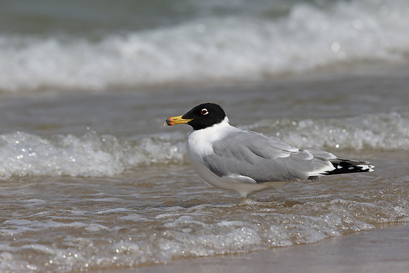 Pallas's Gull