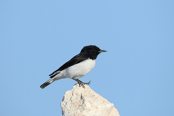 Hume's Wheatear