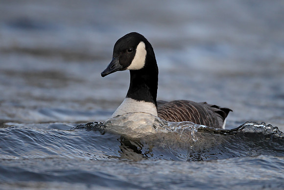 Canada Goose