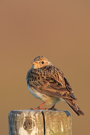 Skylark