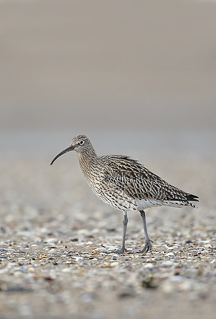 Whimbrel