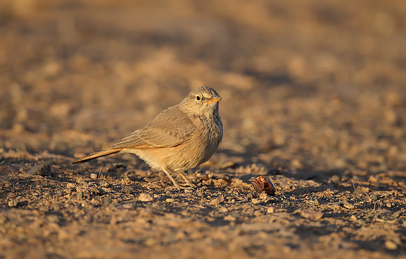 Desert Lark