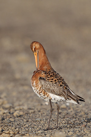 Black-tailed Godwit