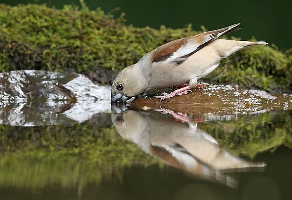 Hawfinch
