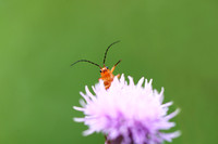 Soldier Beetle