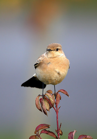 Desert Wheatear