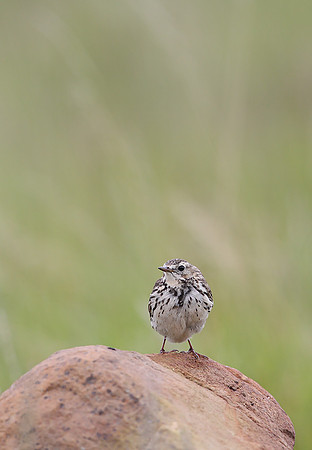 Meadow Pipit