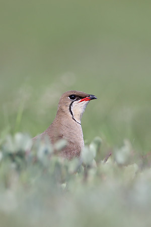 Collared Pratincole