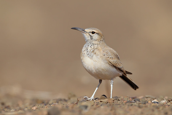 Hoopoe Lark