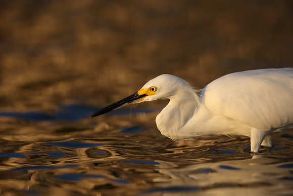 Snowy Egret