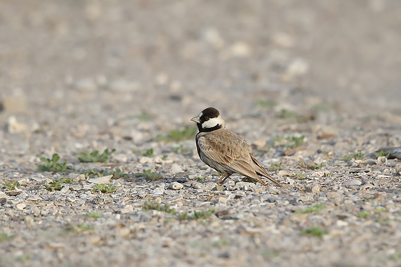 Black-crowned Sparrow-Lark