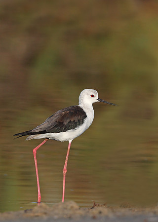Black-winged Stilt