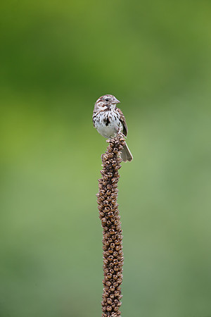Song Sparrow