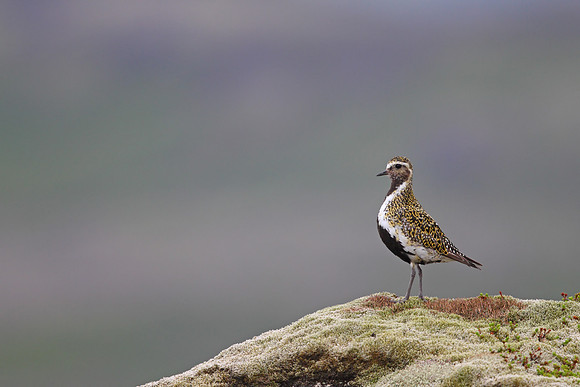Golden Plover