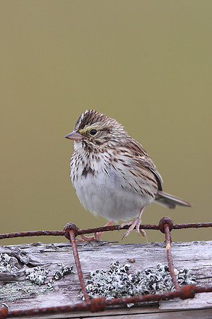 Savannah Sparrow