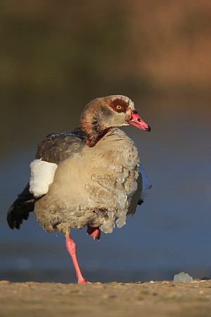 Egyptian Goose