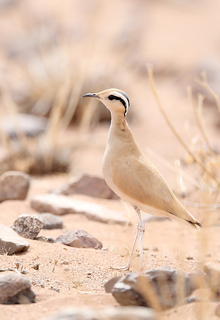 Cream-coloured Courser