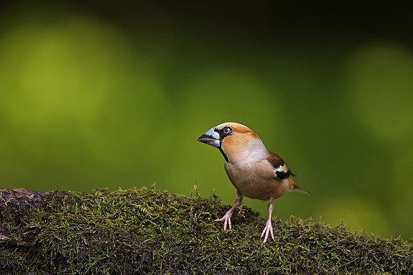 Hawfinch