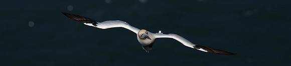 Gannet