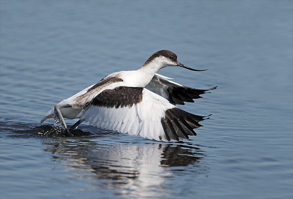 Avocet