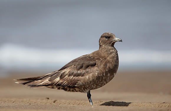 Pomarine Skua