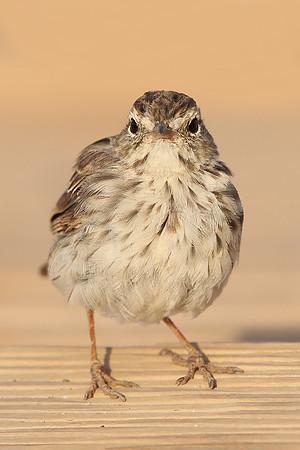 ​Berthelot's Pipit