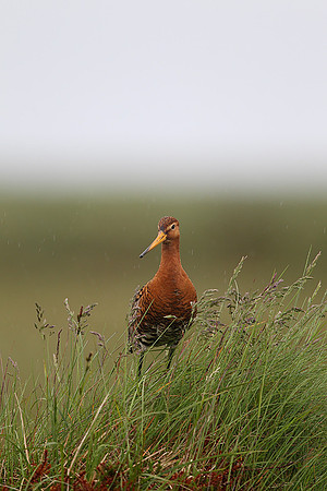 Black-tailed Godwit