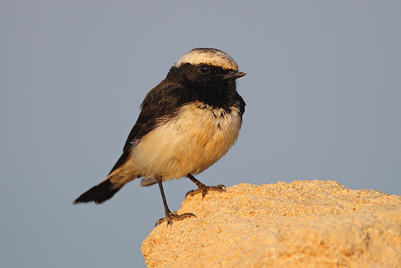 Cyprus Pied Wheatear