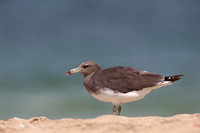 Sooty Gull