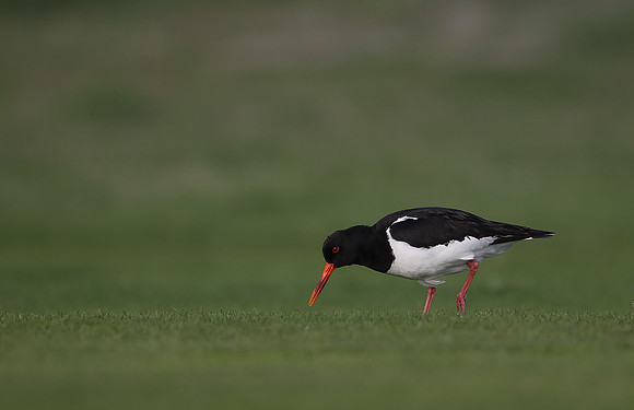 Oystercatcher