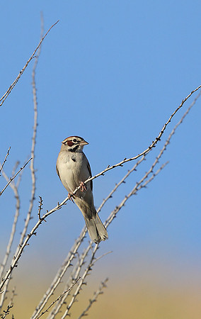 Lark Sparrow