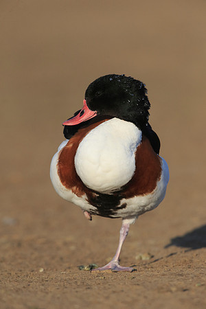 Shelduck