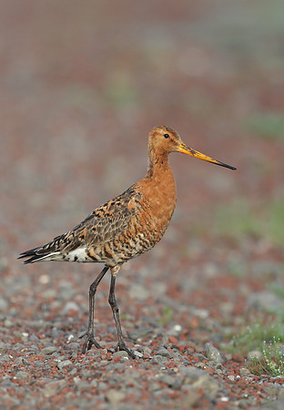 Black-tailed Godwit