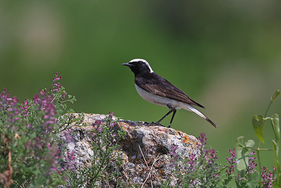 Pied Wheatear