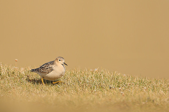 Buff-breasted Sandpiper