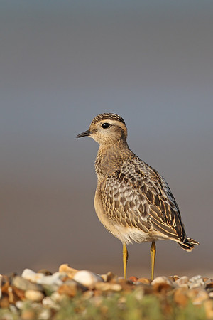 Dotterel