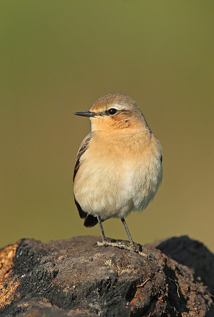 Northern Wheatear
