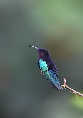 Purple-throated Carib