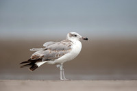 Pallas's Gull