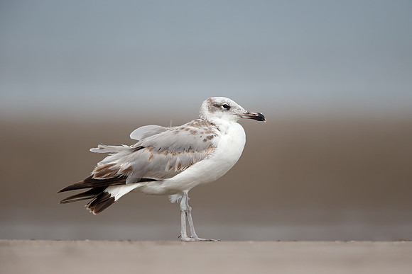 Pallas's Gull